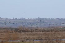 Οι Νανόχηνες και πάλι στο Δέλτα