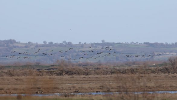Οι Νανόχηνες και πάλι στο Δέλτα
