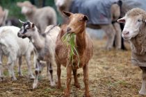 11,5 εκατ. ευρώ για εμβολιασμούς στο ζωικό κεφάλαιο