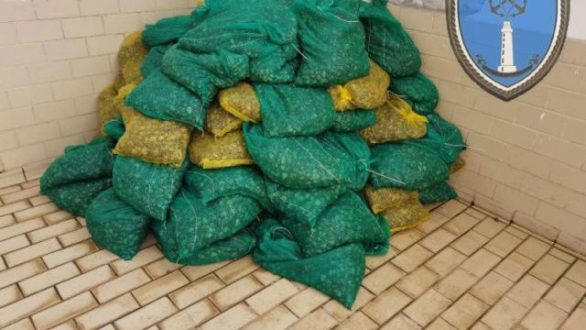 Συλλήψεις για λαθρεμπορία ακατάλληλων οστράκων στην Αλεξανδρούπολη