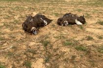 Την αντίδραση των περιβαλλοντικών οργανώσεων έχουν προκαλέσει οι δηλητηριάσεις ειδών του Δάσους Δαδιάς