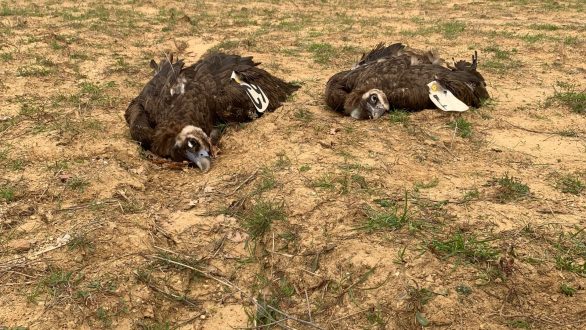 Δηλητηρίασαν σπάνιους γύπες του Δάσους Δαδιάς