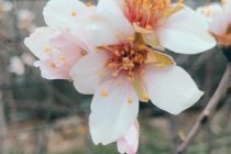 Εαρινή ισημερία: Αρχίζει η άνοιξη