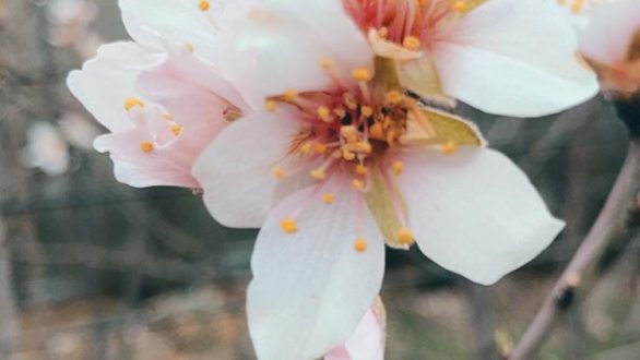 Εαρινή ισημερία: Αρχίζει η άνοιξη