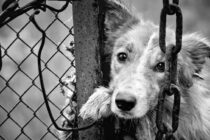 Παγκόσμια Ημέρα Αδεσπότων Ζώων