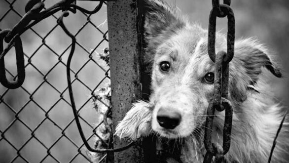 Παγκόσμια Ημέρα Αδεσπότων Ζώων