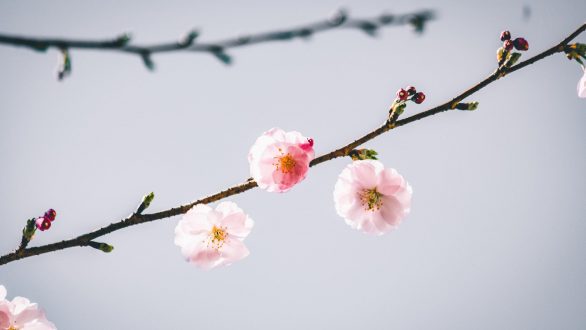 Πρωταπριλιά σήμερα και πως καθιερώθηκε το ψέμα της