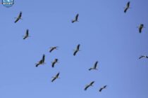 Ανοιξιάτικη μετανάστευση στο Δέλτα Έβρου