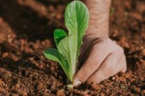 Μάιος, εργασίες στον κήπο