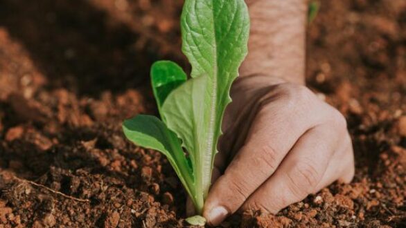 Μάιος, εργασίες στον κήπο
