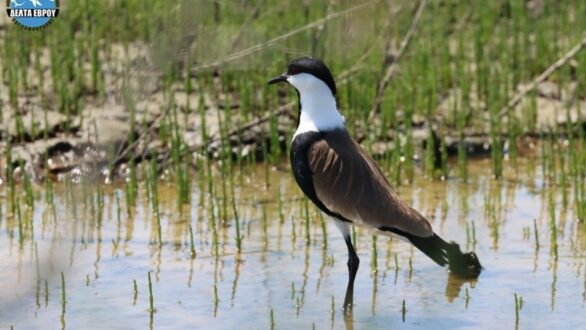 Πανελλήνιο ρεκόρ καταγραφής Αγκαθοκαλημάνων στο Δέλτα του Έβρου