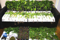 Συνελήφθησαν 2 ημεδαποί για καλλιέργεια και κατοχή ναρκωτικών