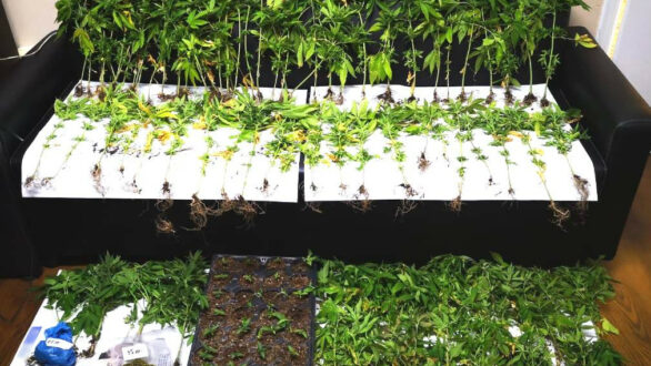 Συνελήφθησαν 2 ημεδαποί για καλλιέργεια και κατοχή ναρκωτικών