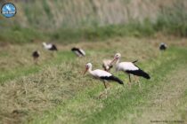 18η Ετήσια Συνάντηση των «Ευρωπαϊκών Χωριών Πελαργών»