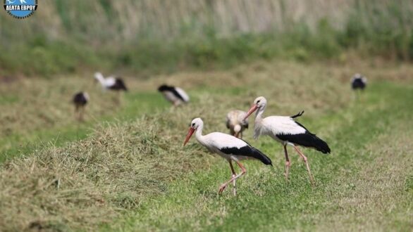 18η Ετήσια Συνάντηση των «Ευρωπαϊκών Χωριών Πελαργών»