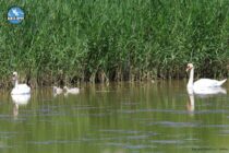 Οικογενειακή…υπόθεση στο Δέλτα του Έβρου