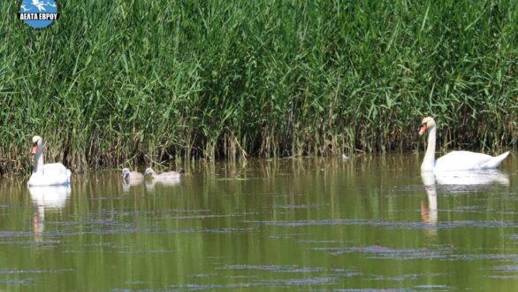 Οικογενειακή…υπόθεση στο Δέλτα του Έβρου