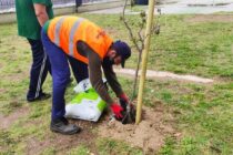 Δενδροφύτευση στο Πειραματικό Δημοτικό Σχολείο Αλεξανδρούπολης