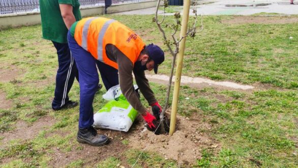 Δενδροφύτευση στο Πειραματικό Δημοτικό Σχολείο Αλεξανδρούπολης