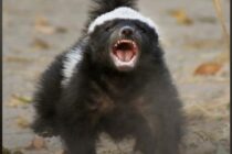 Αυτό είναι το πιο επικίνδυνο ζώο στον κόσμο