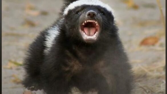 Αυτό είναι το πιο επικίνδυνο ζώο στον κόσμο