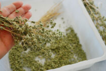 Πού βοηθάει η ρίγανη: Θεραπευτικές και θρεπτικές ιδιότητες