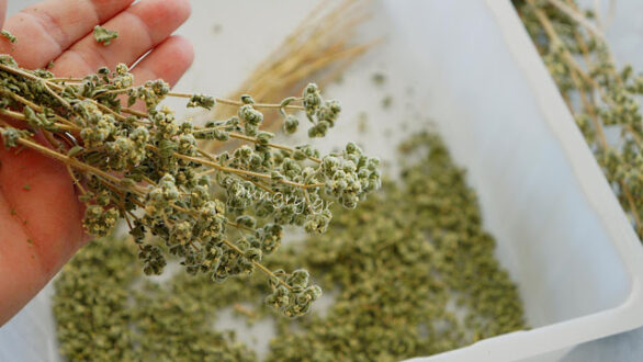 Πού βοηθάει η ρίγανη: Θεραπευτικές και θρεπτικές ιδιότητες