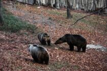 Έξι ορφανά άγρια ζώα στο Κέντρο Επανένταξης του Αρκτούρου