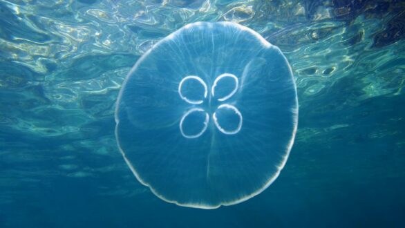 Τσίμπημα από τσούχτρα – Τι να κάνετε αμέσως – Πώς φεύγει ο πόνος