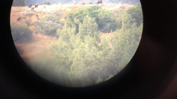 Ξεκινάει η ξενάγηση στο παρατηρητήριο αρπακτικών πουλιών του Εθνικού Πάρκου