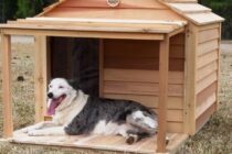 Καβάλα: Εθελοντές από την Ελλάδα και το εξωτερικό κατασκευάζουν σπιτάκια για σκύλους από ανακυκλώσιμα υλικά