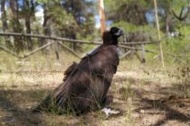 Μια νέα δακτυλίωση ενός Μαυρόγυπα έγινε από τον Φορέα Διαχείρισης