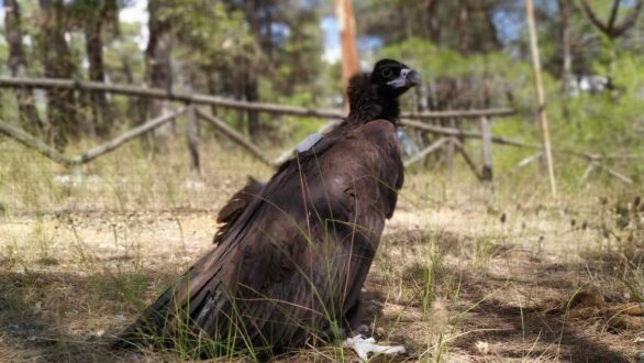 Μια νέα δακτυλίωση ενός Μαυρόγυπα έγινε από τον Φορέα Διαχείρισης