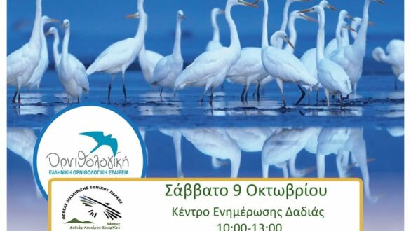 Ευρωπαϊκή Γιορτή των Πουλιών 2021 Δάσος της Δαδιάς