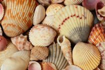 Το κόλπο με το κοχύλι στην κουζίνα που λίγοι γνωρίζουν