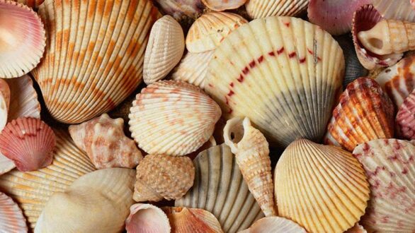 Το κόλπο με το κοχύλι στην κουζίνα που λίγοι γνωρίζουν