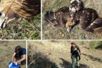 Αίτημα δράσης ενάντια στη δηλητηρίαση άγριων ζώων από την Ομάδα Εργασίας Ενάντια στα Δηλητήρια