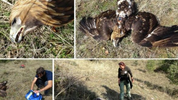 Αίτημα δράσης ενάντια στη δηλητηρίαση άγριων ζώων από την Ομάδα Εργασίας Ενάντια στα Δηλητήρια