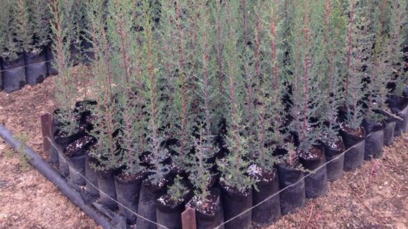 Διάθεση δασικών φυτών από τα δασικά φυτώρια της ΑΜΘ