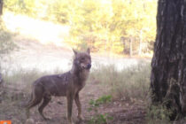 Έρευνα για την αλληλεπίδραση λύκων με κυνηγετικούς σκύλους στο Εθνικό πάρκο της Δαδιάς-Λευκίμης-Σουφλίου