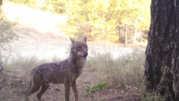 Έρευνα για την αλληλεπίδραση λύκων με κυνηγετικούς σκύλους στο Εθνικό πάρκο της Δαδιάς-Λευκίμης-Σουφλίου