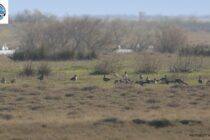 Από την Κερκίνη και πάλι στο Δέλτα Έβρου!