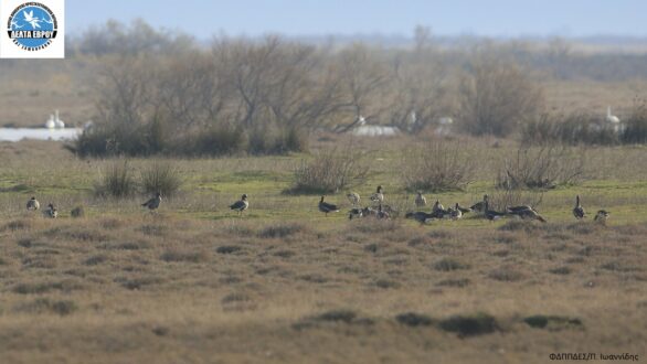 Από την Κερκίνη και πάλι στο Δέλτα Έβρου!