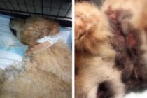 Αλεξανδρούπολη: Σκυλίτσα πνιγόταν επί μήνες από κορδόνι παπουτσιού που είχαν τοποθετήσει ασυνείδητοι στον λαιμό της