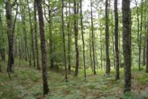 Κομοτηνή: RodopiRunners- Τρέχοντας και καθαρίζοντας τα δάση