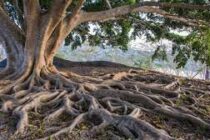 Έχουν βρεθεί στη Γη 30 δέντρα ηλικίας άνω των 2.000 ετών