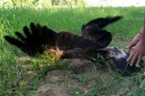 Το απίστευτο ταξίδι ενός Κραυγαετού από την Δαδιά μέχρι την Μποτσουάνα