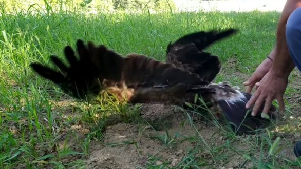 Το απίστευτο ταξίδι ενός Κραυγαετού από την Δαδιά μέχρι την Μποτσουάνα