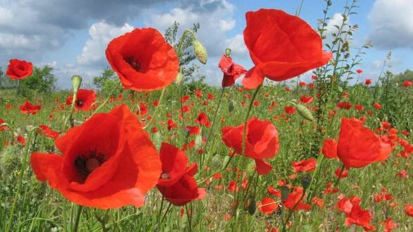 Η Εργατική Πρωτομαγιά στην Ελλάδα