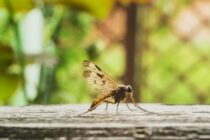 7 φυτά που διώχνουν κουνούπια και ζωύφια